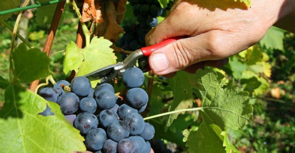 Cutting Grapes Wine Tasting